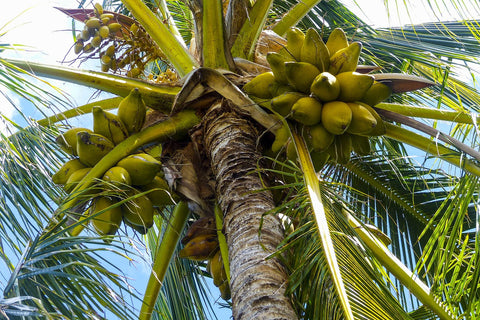 Cooking with Coconuts