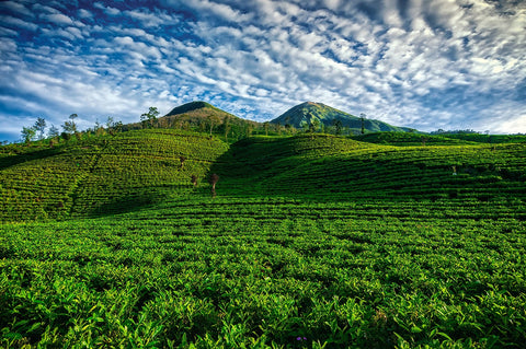 What is Your Favourite Asian Tea?