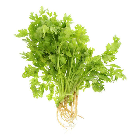 Fresh Coriander Phak Chee (TH) 100g
