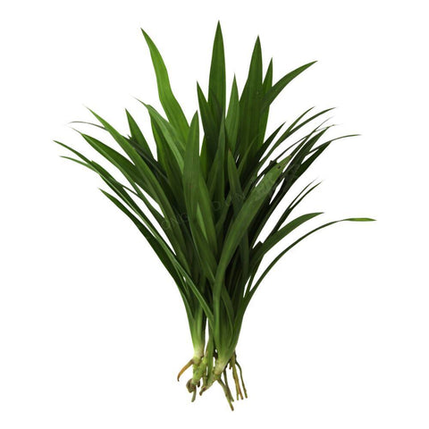 Fresh Fragrant Pandan Leaf Bai Toey Hom (TH) 100g